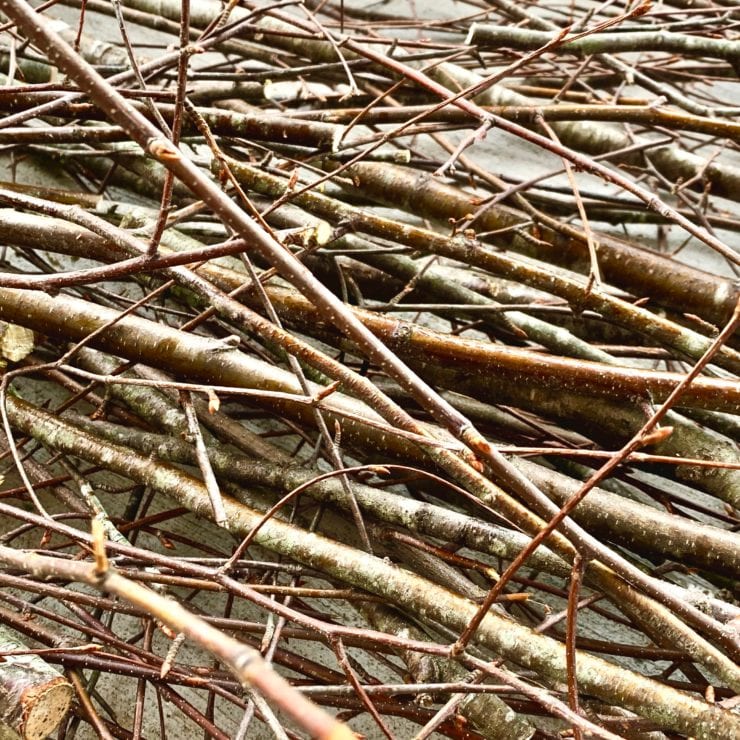 Twigs and branches of birch for a birch IPA