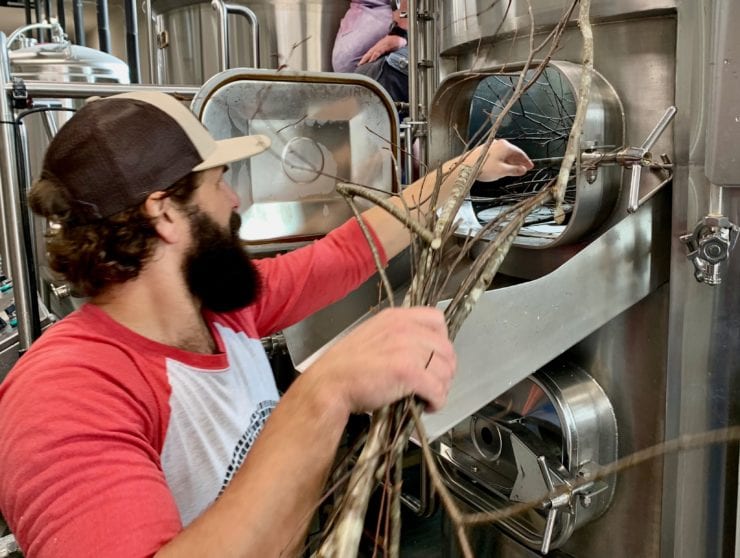 Making a foraged birch IPA