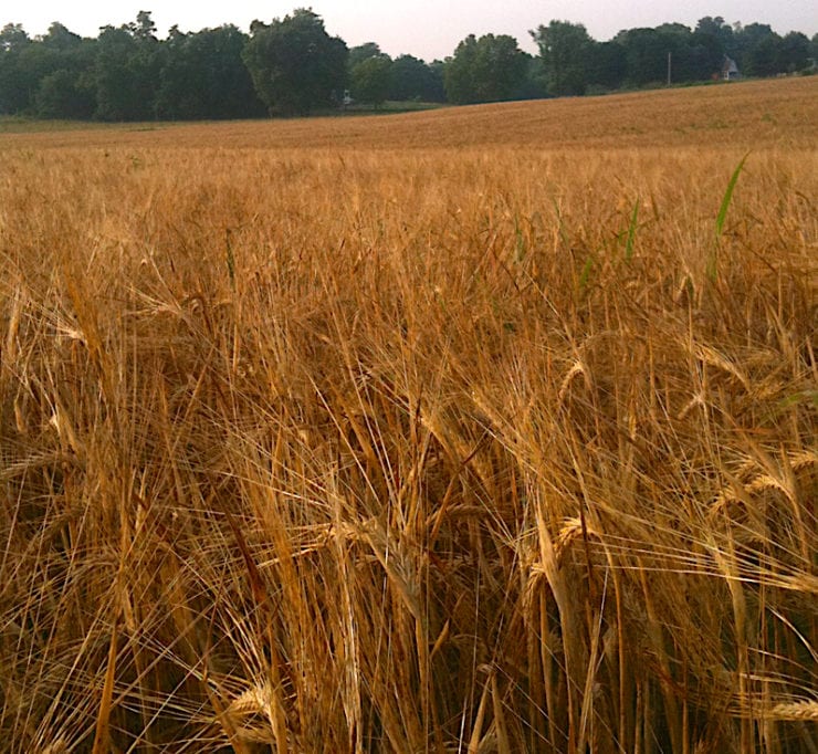Rippon barley field