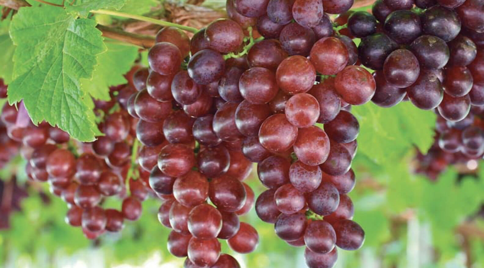 Catawba grapes