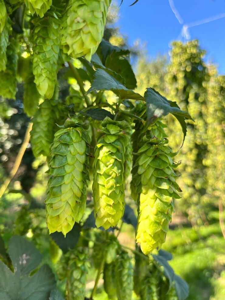 NectaronⓇ Harvest 2022 at Kotare Hops in Tapawera, NZ