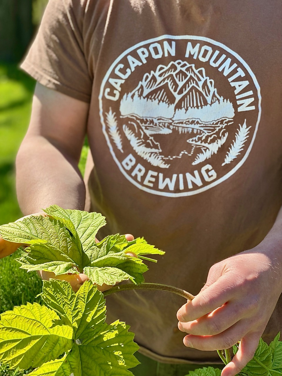 Hop growing in West Virginia. 