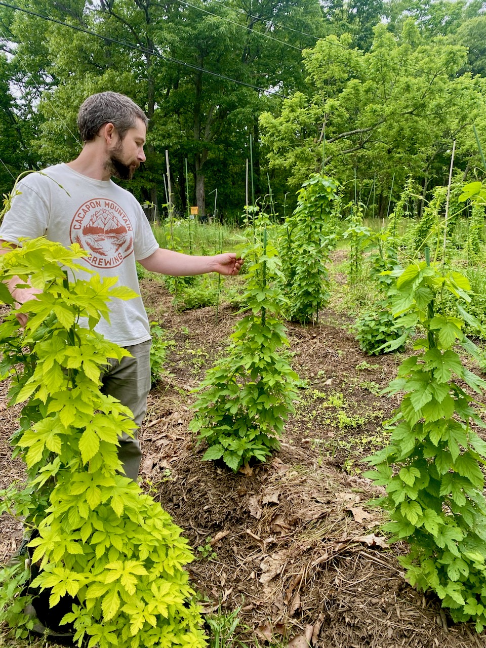 Shane Mills in his hopyard